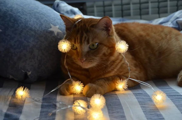 Guirlanda Natal Gato Carismático Vermelho Roupa Cama Listrada Manhã Natal — Fotografia de Stock