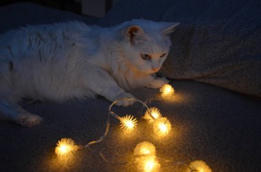 Noel çelengi ve beyaz karizmatik Angora kedisi. Yeni yıl ve Noel konsepti. Yeni yıl kedisi