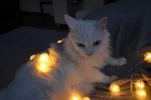 Grinalda Natal Gato Angorá Carismático Branco Ano Novo Conceito Natal — Fotografia de Stock