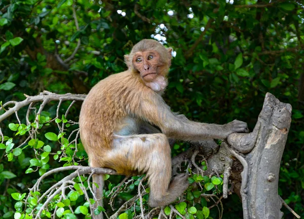 Feeding Monkeys Charismatic Monkey Vacation Concept Vietnam Asia Northern Islands — Stock Photo, Image