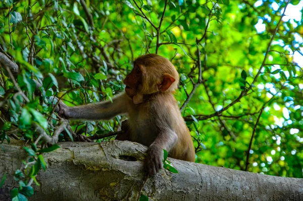 Alimentar Macacos Macaco Carismático Conceito Férias Vietname Ásia Ilhas Norte — Fotografia de Stock
