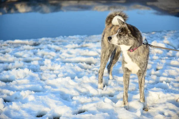 A hó, Japán Akita kutya — Stock Fotó