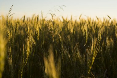 buğday alan yazında, Ukrayna gün batımında