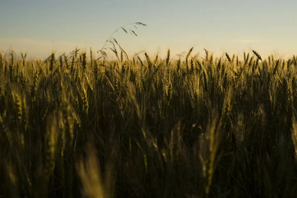 Campo de trigo al atardecer en el verano, Ucrania —  Fotos de Stock