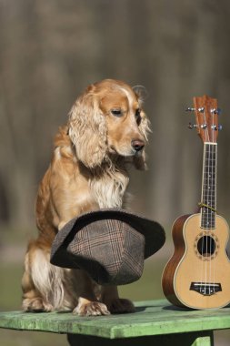 şapka, gitarist, Indy, rock, ukulele, gitar, kostüm, sevimli, Meksika, Evcil Hayvan, hayvan, köpek, kırmızı, pop, ritim, sanatçı, russell, pençe, oyun, oyuncu, kravat, küçük, giyen, beyaz, parti, yetenek, ses, dize, tatlı, eşarplar, eğlence, komik, kovboy, renkli,