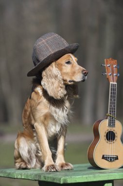 şapka, gitarist, Indy, rock, ukulele, gitar, kostüm, sevimli, Meksika, Evcil Hayvan, hayvan, köpek, kırmızı, pop, ritim, sanatçı, russell, pençe, oyun, oyuncu, kravat, küçük, giyen, beyaz, parti, yetenek, ses, dize, tatlı, eşarplar, eğlence, komik, kovboy, renkli,