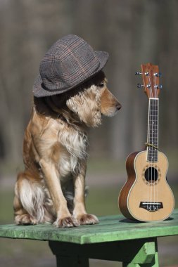 şapka, gitarist, Indy, rock, ukulele, gitar, kostüm, sevimli, Meksika, Evcil Hayvan, hayvan, köpek, kırmızı, pop, ritim, sanatçı, russell, pençe, oyun, oyuncu, kravat, küçük, giyen, beyaz, parti, yetenek, ses, dize, tatlı, eşarplar, eğlence, komik, kovboy, renkli,