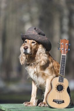 şapka, gitarist, Indy, rock, ukulele, gitar, kostüm, sevimli, Meksika, Evcil Hayvan, hayvan, köpek, kırmızı, pop, ritim, sanatçı, russell, pençe, oyun, oyuncu, kravat, küçük, giyen, beyaz, parti, yetenek, ses, dize, tatlı, eşarplar, eğlence, komik, kovboy, renkli,