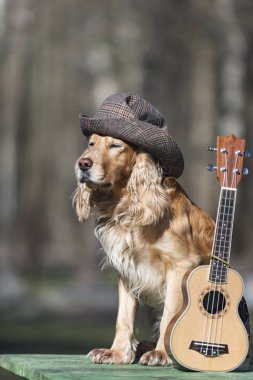 şapka, gitarist, Indy, rock, ukulele, gitar, kostüm, sevimli, Meksika, Evcil Hayvan, hayvan, köpek, kırmızı, pop, ritim, sanatçı, russell, pençe, oyun, oyuncu, kravat, küçük, giyen, beyaz, parti, yetenek, ses, dize, tatlı, eşarplar, eğlence, komik, kovboy, renkli,