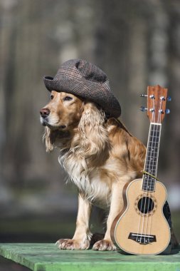 şapka, gitarist, Indy, rock, ukulele, gitar, kostüm, sevimli, Meksika, Evcil Hayvan, hayvan, köpek, kırmızı, pop, ritim, sanatçı, russell, pençe, oyun, oyuncu, kravat, küçük, giyen, beyaz, parti, yetenek, ses, dize, tatlı, eşarplar, eğlence, komik, kovboy, renkli,