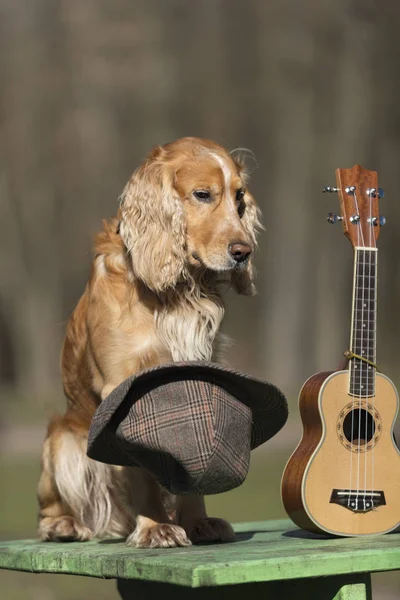 Hoed, gitarist, indy, rock, ukelele, gitaar, kostuum, leuk, Mexicaanse, huisdier, dier, pup, rood, pop, ritme, performer, russell, paw, spelen, speler, gelijkspel, kleine, dragen, wit, partij, talent, geluid, tekenreeks, zoete, sjaals, leuk, komisch, cowboy, kleurrijke, — Stockfoto