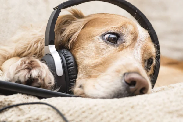 Dog listens to music in headphones — Stock Photo, Image