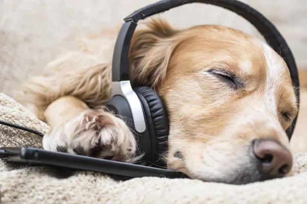 Köpek kulaklık müzik dinler