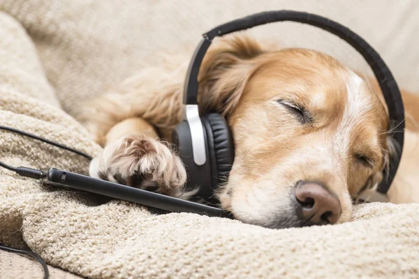 Hunden lyssnar på musik i hörlurar — Stockfoto