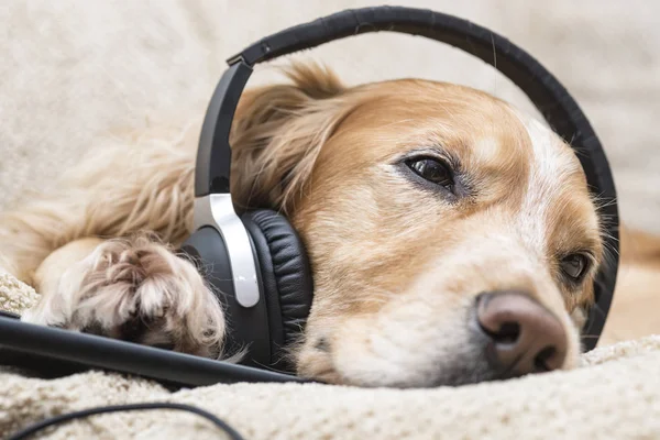 헤드폰에서 음악을 듣는 개 — 스톡 사진