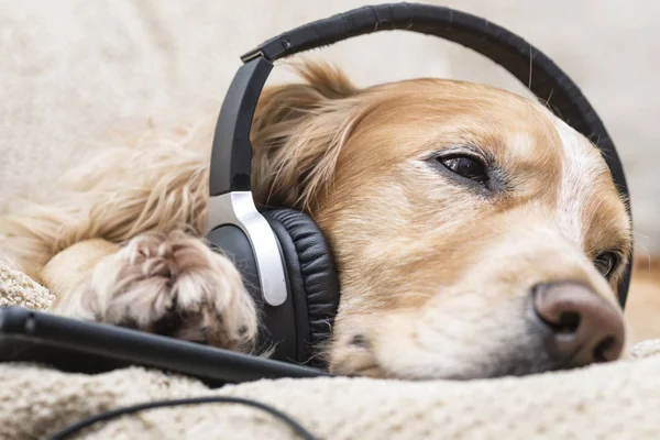 Köpek kulaklık müzik dinler