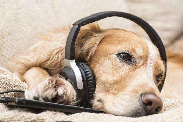 Chien écoute de la musique dans les écouteurs — Photo