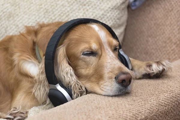 Σκύλος ακούει μουσική στα ακουστικά — Φωτογραφία Αρχείου