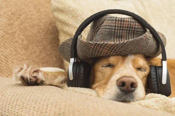 Hond luistert naar muziek in hoofdtelefoons — Stockfoto