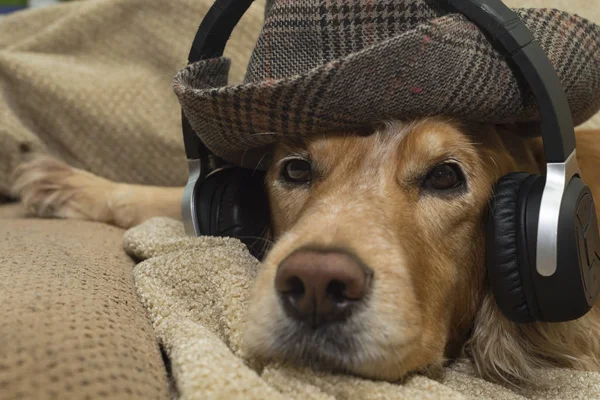 Dog listens to music in headphones — Stock Photo, Image