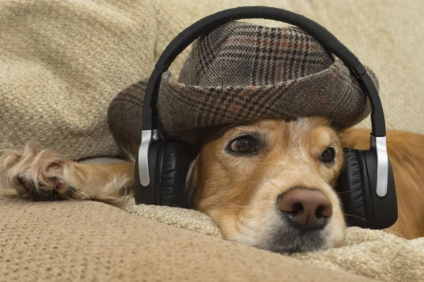 Dog listens to music in headphones — Stock Photo, Image