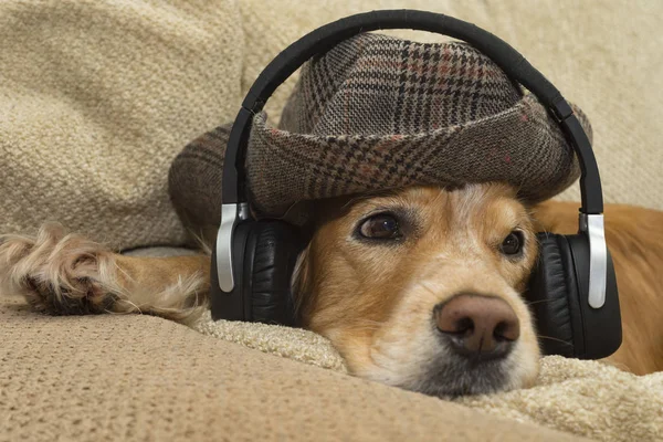 Cane ascolta musica in cuffia — Foto Stock