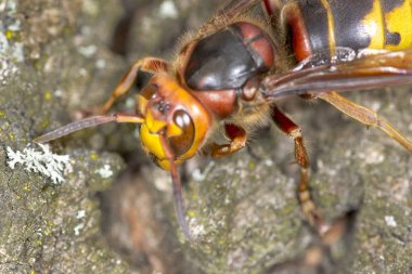 Hornet meşe kabuğu üzerinde