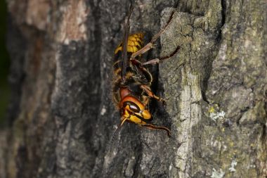 Hornet meşe kabuğu üzerinde