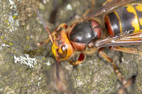 Hornet na kůře dubu — Stock fotografie