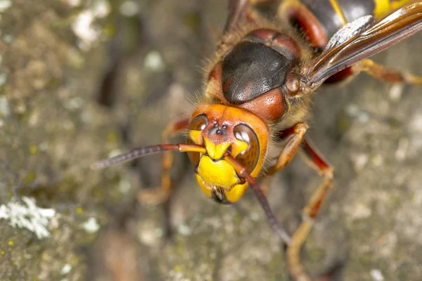 Hornisse auf Eichenrinde — Stockfoto