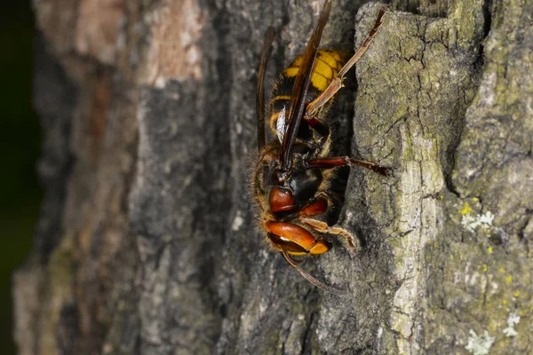 Hornet na kůře dubu — Stock fotografie