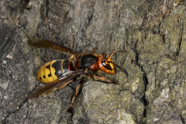 Hornet meşe kabuğu üzerinde