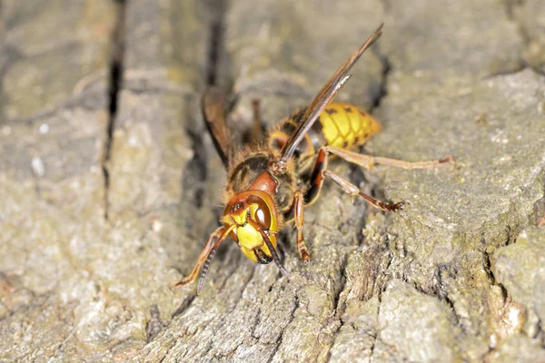 Hornet na kůře dubu — Stock fotografie