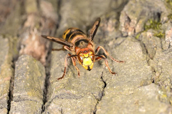 Hornet na kůře dubu — Stock fotografie