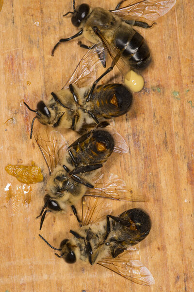 Drones in a beehive