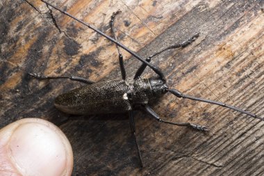 uzun bıyıklı bir ahşap yüzeye beetle