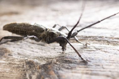 uzun bıyıklı bir ahşap yüzeye beetle
