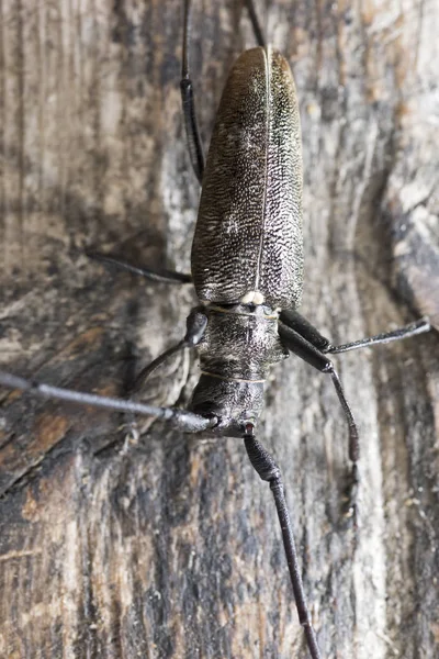 Uzun bıyıklı bir ahşap yüzeye beetle — Stok fotoğraf