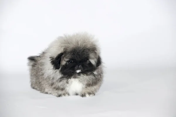 Fino doğurmak köpek yavrusu şampiyonu — Stok fotoğraf