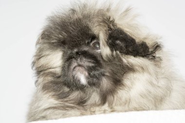 Beyaz arka plan köpek yavrusu fino köpeklerine