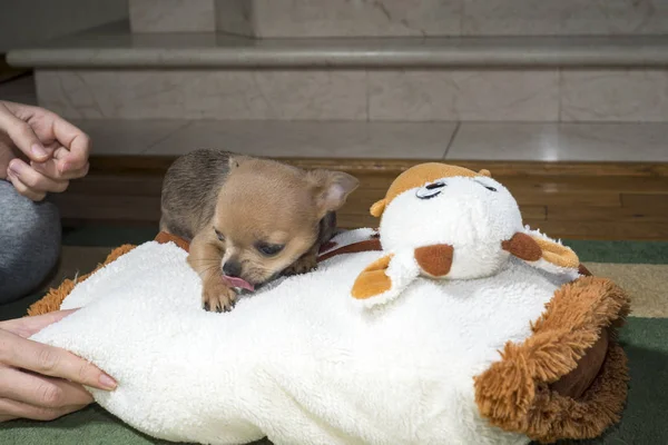 köpek göstermek genç şampiyonu