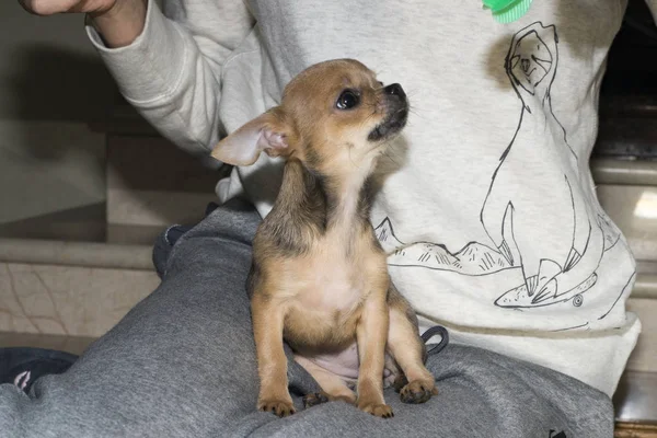 Ung mester i hunde viser - Stock-foto