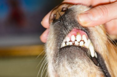 bir köpek diş hastalığı