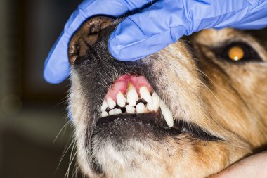 bir köpek diş hastalığı