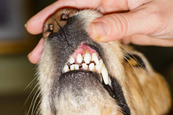 Enfermedad Dental Perro — Foto de Stock