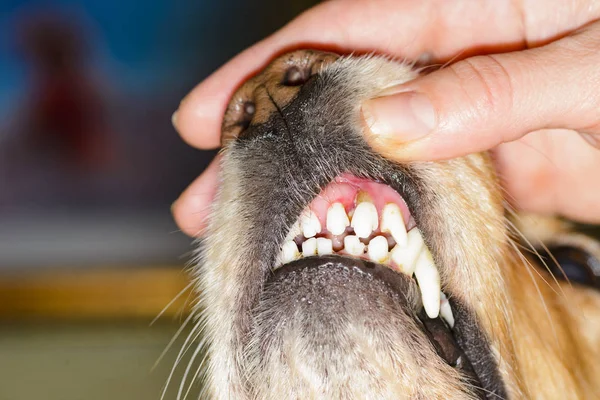 Dental Disease Dog — Stock Photo, Image