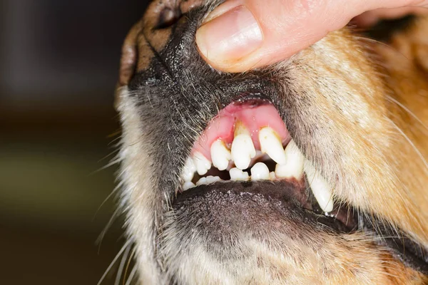 dental disease in a dog