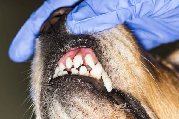 Dental Sjukdom Hund — Stockfoto