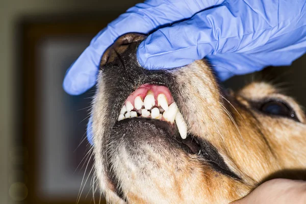 dental disease in a dog