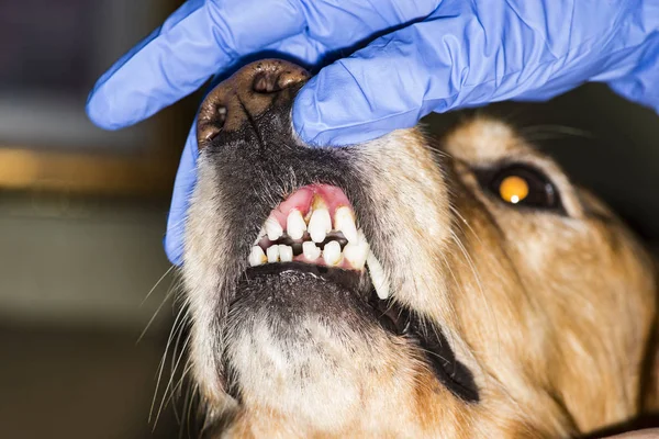 dental disease in a dog